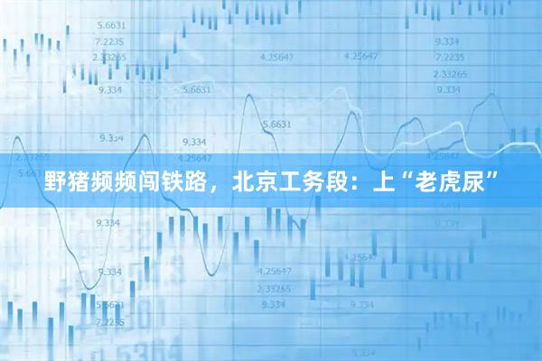 野猪频频闯铁路，北京工务段：上“老虎尿”